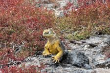 Iguana on South Plaza Island