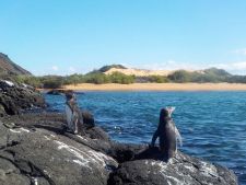 Penguins on Bartolome Island