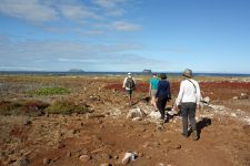 Iguanas on Tortuga Bay Beach