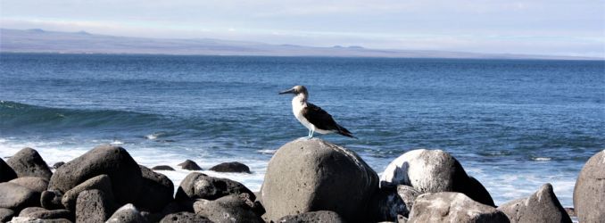 Blue Footed Booby on North Seymour Island