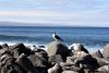Blue Footed Booby on North Seymour Island